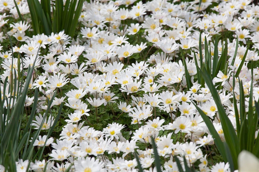 Anemone blanda 'White Splendour', Balkan-Windröschen, weiß, ca. 9x9 cm Topf
