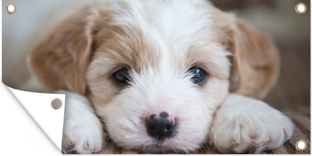 MuchoWow 160x80 cm Outdoor-Poster Gartendeko Sichtschutz Garten Poster für den Garten Nahaufnahme eines Cavachon-Welpen