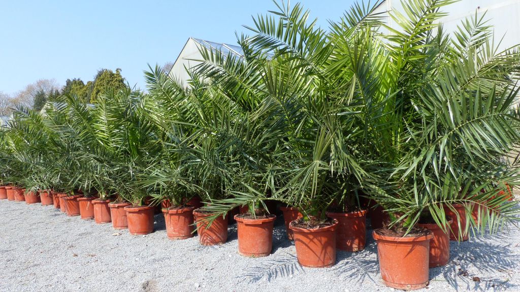 2 Stück Palme XXL 180 cm Phoenix canariensis, kanarische Produktbild 