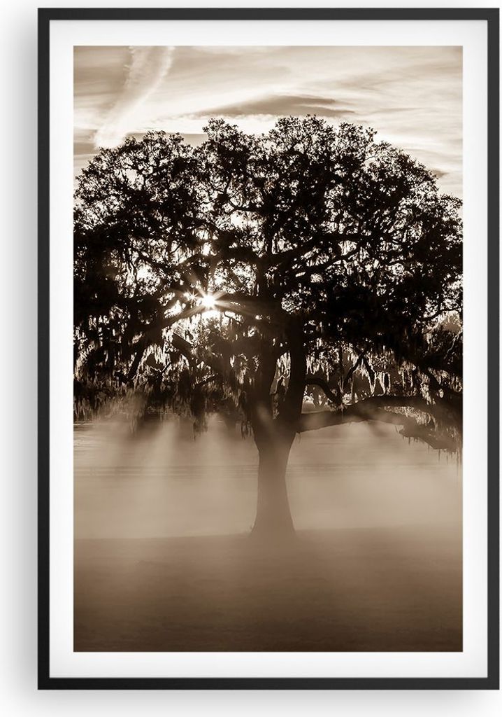 Gerahmtes Poster - Schwarzer Rahmen - Baum Feld Natur - 61x91,5 cm - Wand Bild - Wanddeko - Wandbilder - Kunstposter - Wandposter - Bilderrahmen - ...