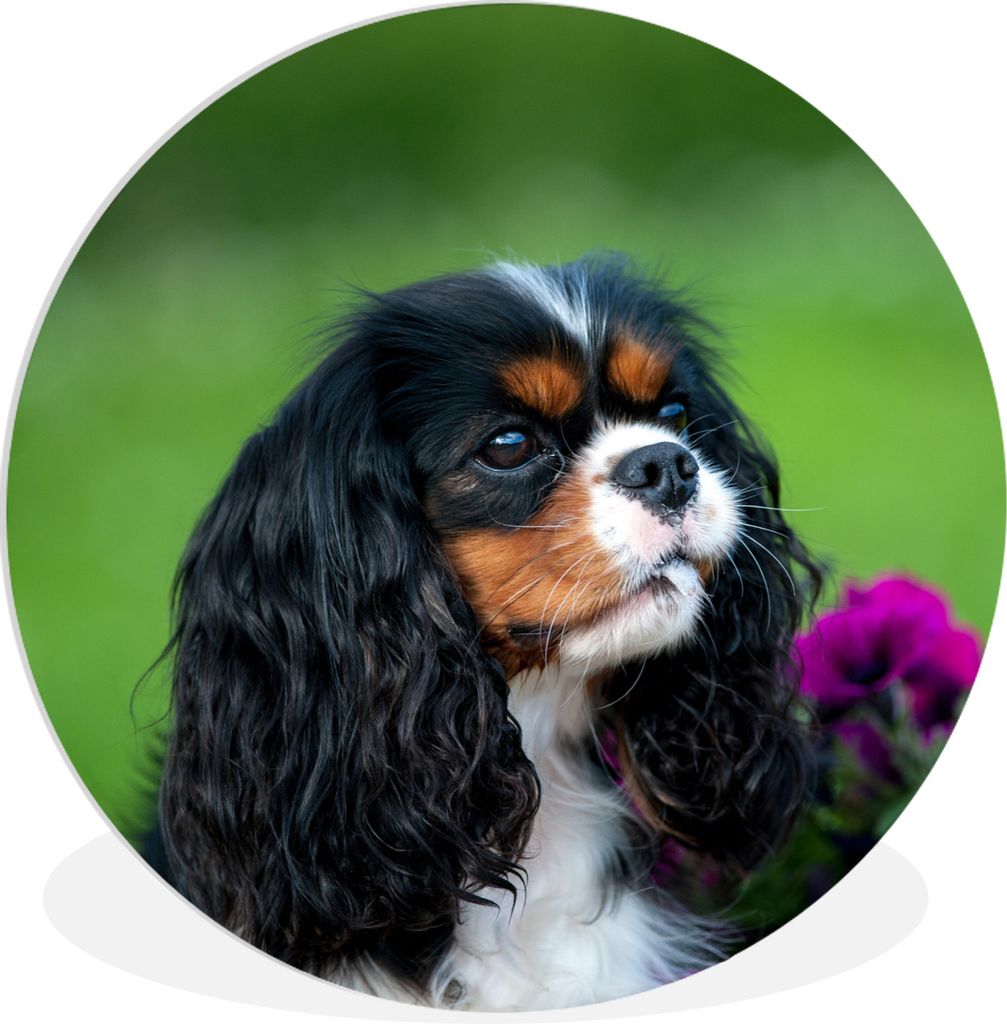 MuchoWow Rundes Wandbild - Runde Bilder Cavalier King Charles Spaniel mit lila Blumen Ø 60 cm Kreis Wanddekoration Kunststoff - Wandkreis - Wand...