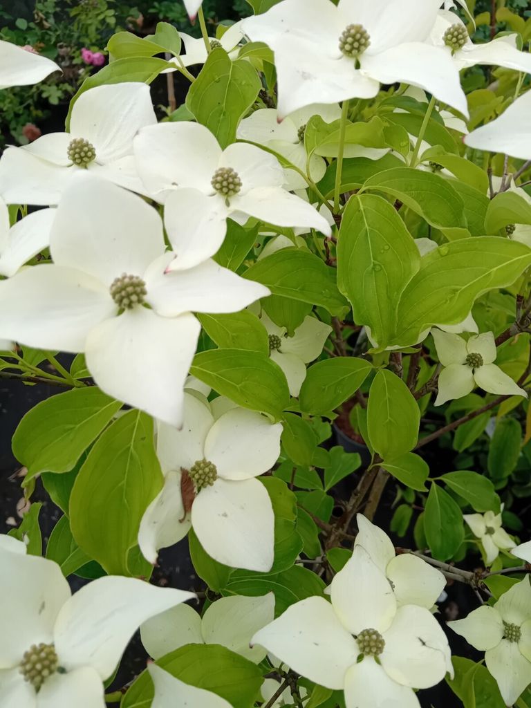 Blumen - Hartriegel Cornus Kousa Milky Way Zierstrauch 80 - Produktbild 