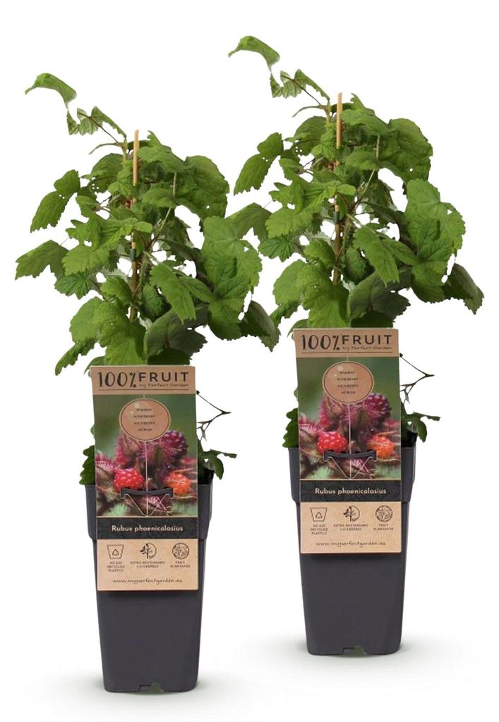 Green boutiQ - Obst gepflanzt - Rubus phoenicolasius - Produktbild 