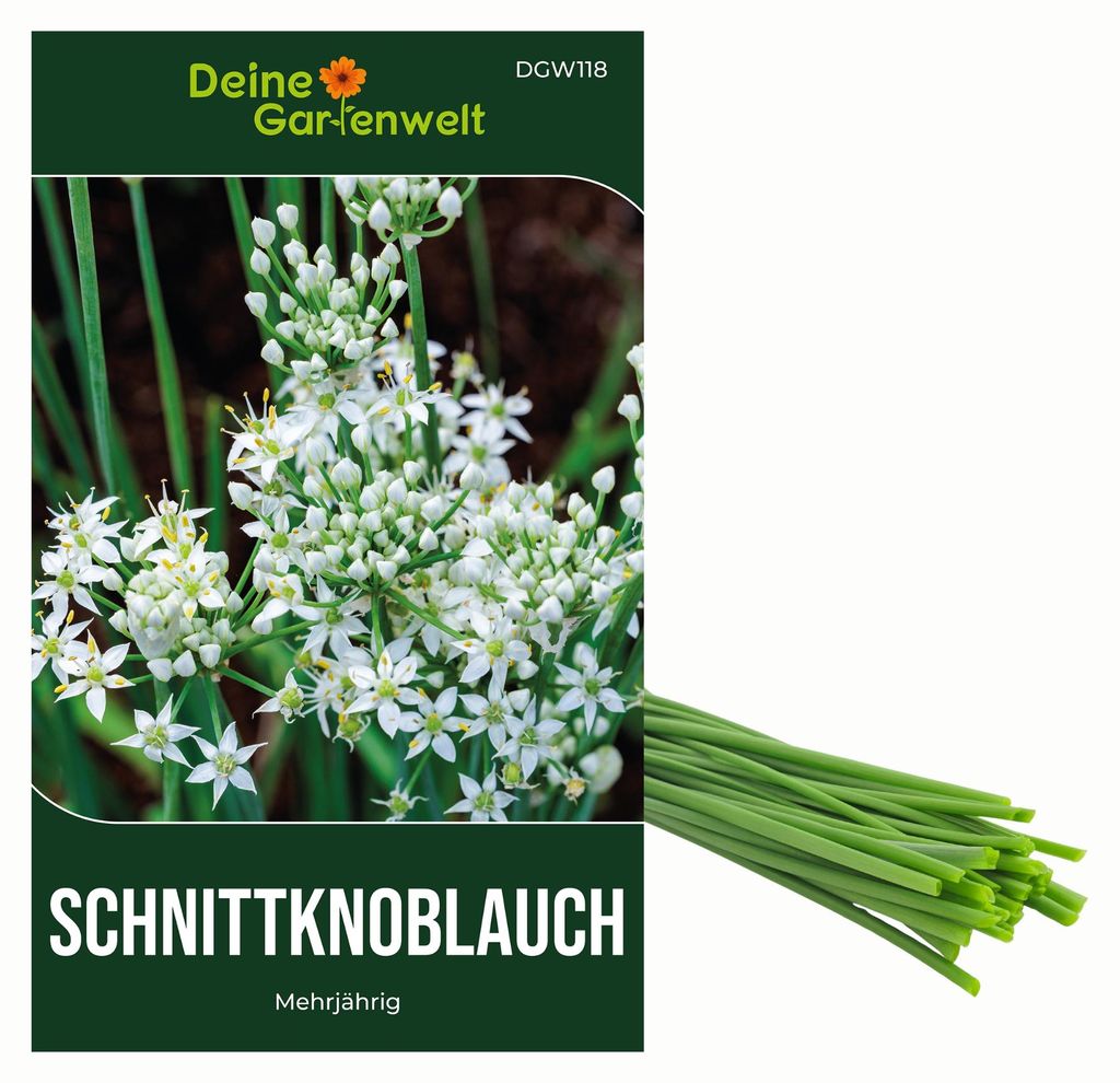 Schnittknoblauch Mehrjährig Samen - Allium tuberosum - Produktbild 
