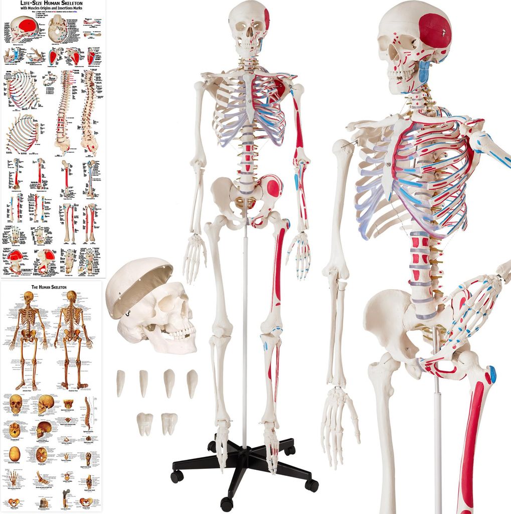 Multiple anatomical models of human skeletons and anatomical charts are displayed against a white background.