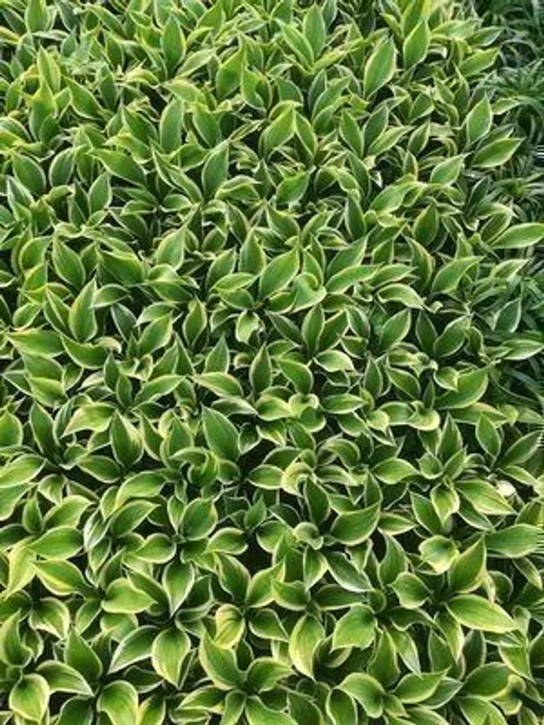 Hosta 'Liberty' feuillage géant panaché lot de 6 godets de culture