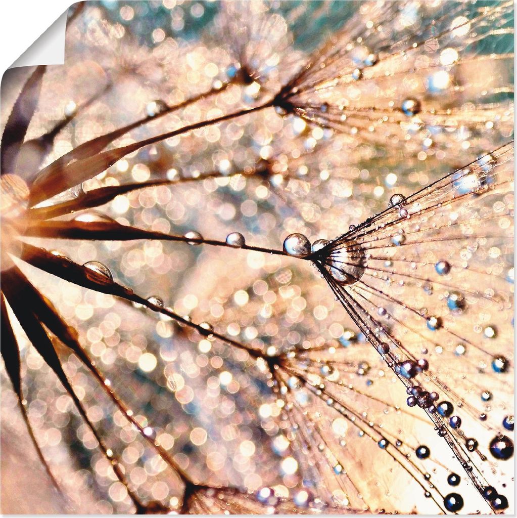 ARTland Poster Pusteblume - Kisses from rain Größe: 50x50 cm