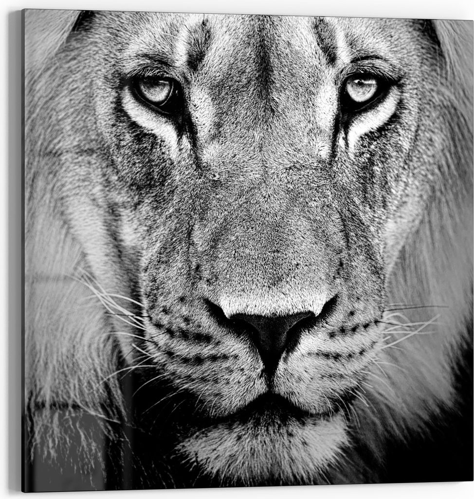 DEQORI Glasbild Echtglas 50x50 cm 'Majestätischer Blick' Wandbild Bild modern Deko