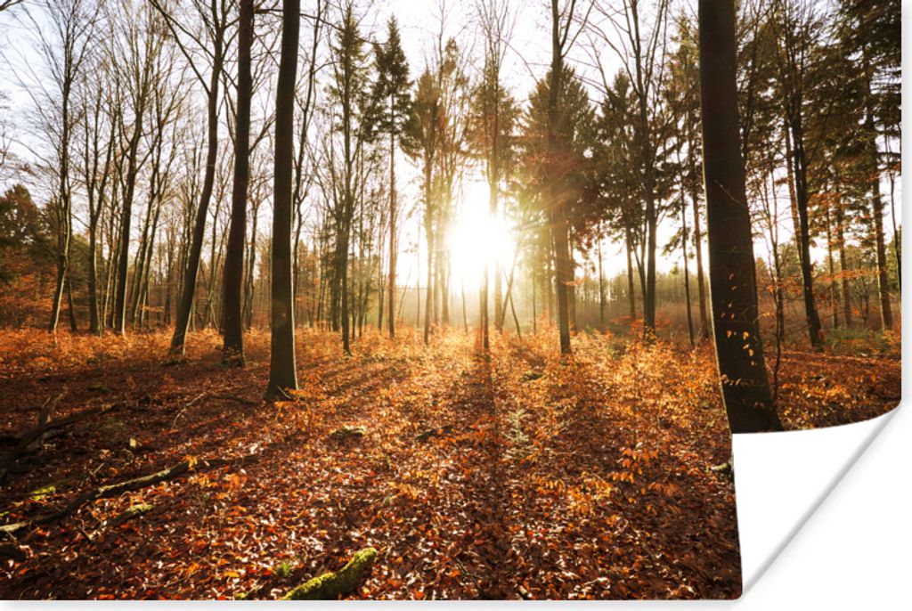 MuchoWow Poster Sonne - Bäume - Wald 30x20 cm - Plakate - Print