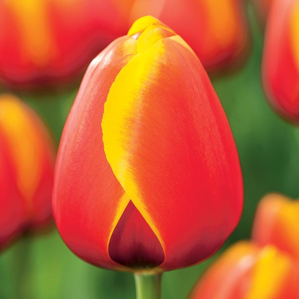 Tulipes Bulbes de fleurs Bulbes de fleurs Tulipes Worlds Image du produit 