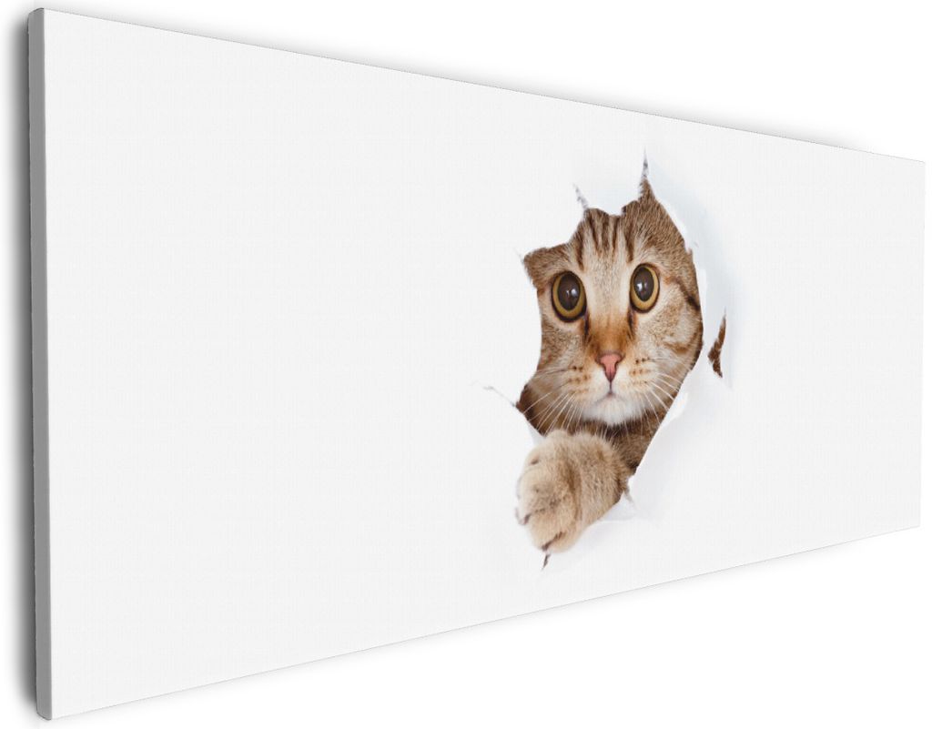 Wallario Premium Leinwandbild Katze mit Blick nach vorn in Größe 60 x 150 cm