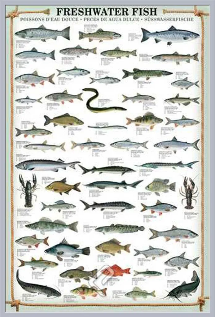 Affiche Poissons avec Cadre incassable Acrylique Shinsuke Argenté
