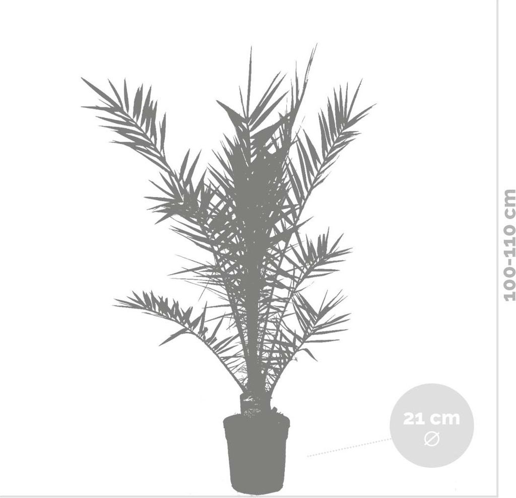 Bloomique - Phoenix Canariensis - Kanarische Dattelpalme - Produktbild 3