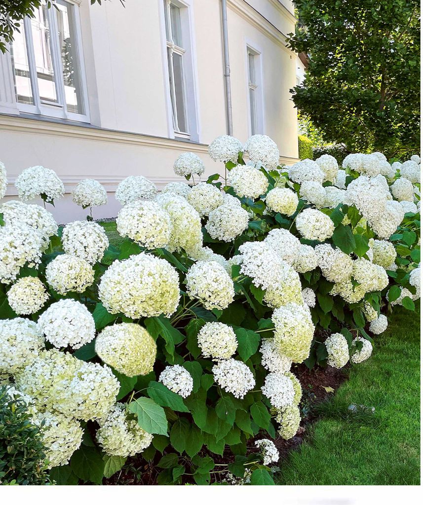 BALDUR Garten Schneeball-Hortensie Annabelle;1 Pflanze, Produktbild 
