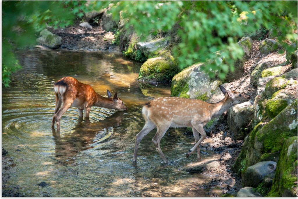 MuchoWow Poster Hirsche - Wasser - Moos 30x20 cm - Plakate - Print
