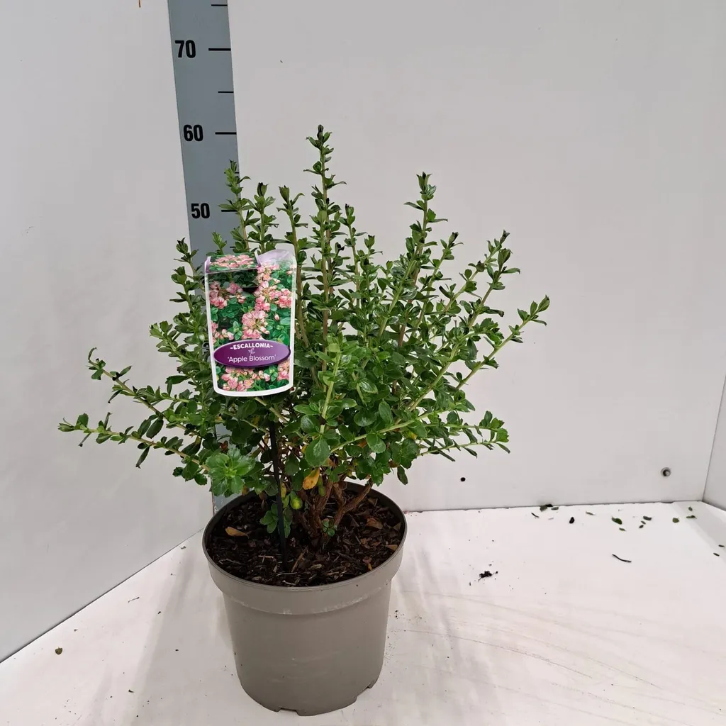 Arbuste Persistant Escallonia Apple Blossom pour Haie Fleurie 60 cm