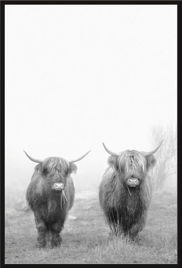 Décoration Murale Salon Vaches Highland Cattle avec Grand Cadre Noir 91cm