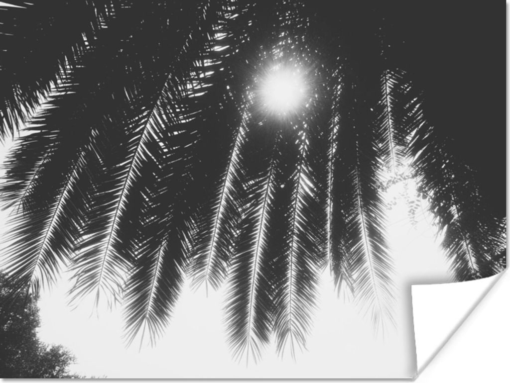 MuchoWow Poster Palmenblätter - Tropisch - Sonne - Palme 80x60 cm - Kunst für zu Hause