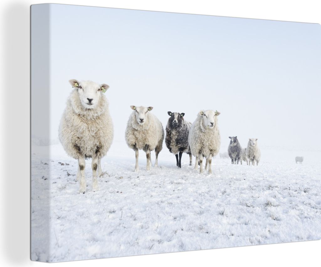 MuchoWow - Leinwandbilder - Schafe - Wolle - Schnee, Wandbild, Wanddeko Bilder Wohnzimmer, 90x60 cm