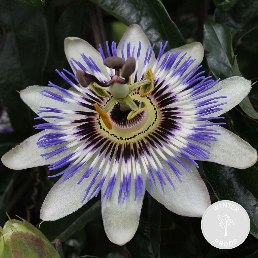 A close-up of a Passiflora Caerulea flower.