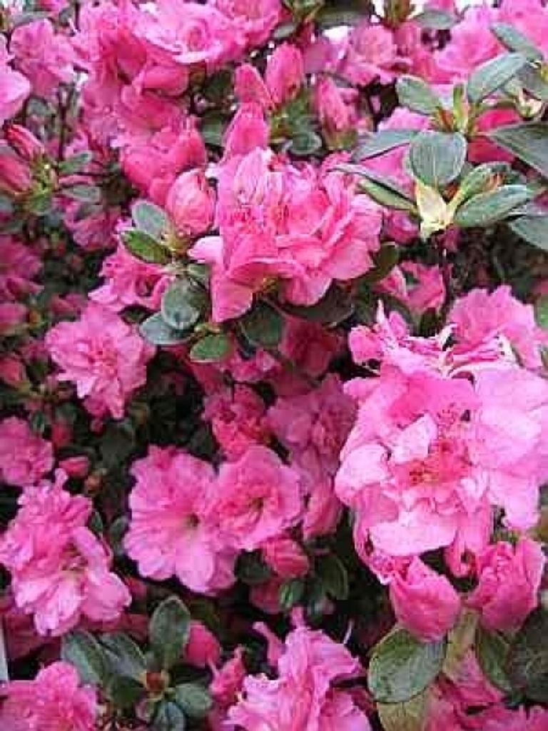 Rhododendron obtusum Petticoat - Japanische Azalee Petticoat - 30 - 40 cm