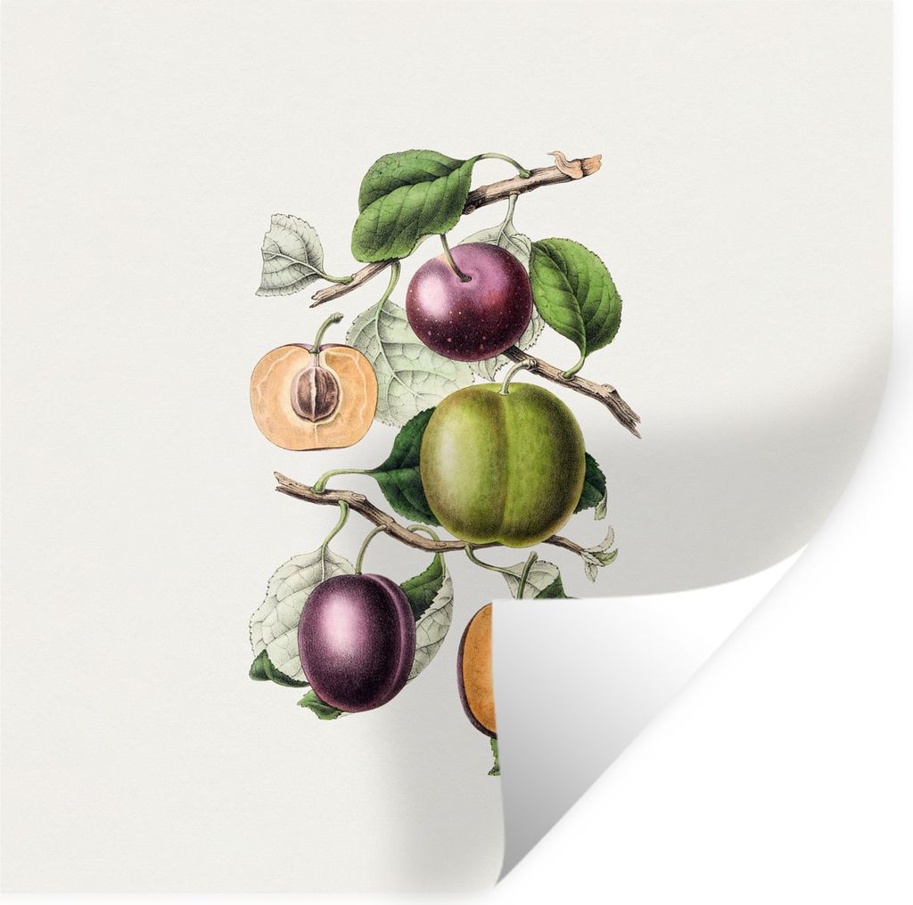 MuchoWow Wandtattoo Wandsticker Wandaufkleber Pfirsich - Obst - Vintage 100x100 cm Selbstklebend und Repositionierbar - Wierderverwendbar - Selbs...