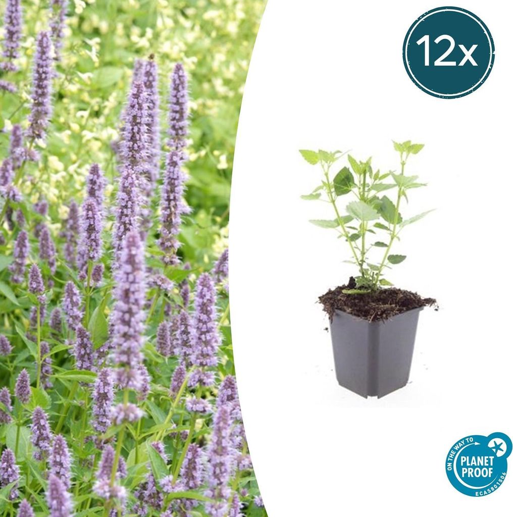 Agastache 'Blue Fortune' | 12 Stücke - 10-25cm - Ø9cm - Gartenpflanze