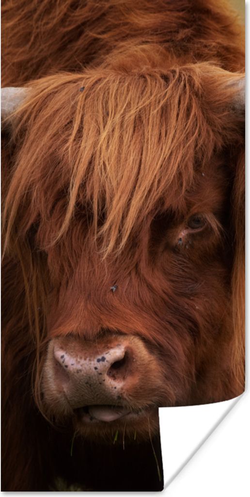 MuchoWow Poster Schottischer Highlander - Orange - Tiere 20x40 cm - Plakat - Foto