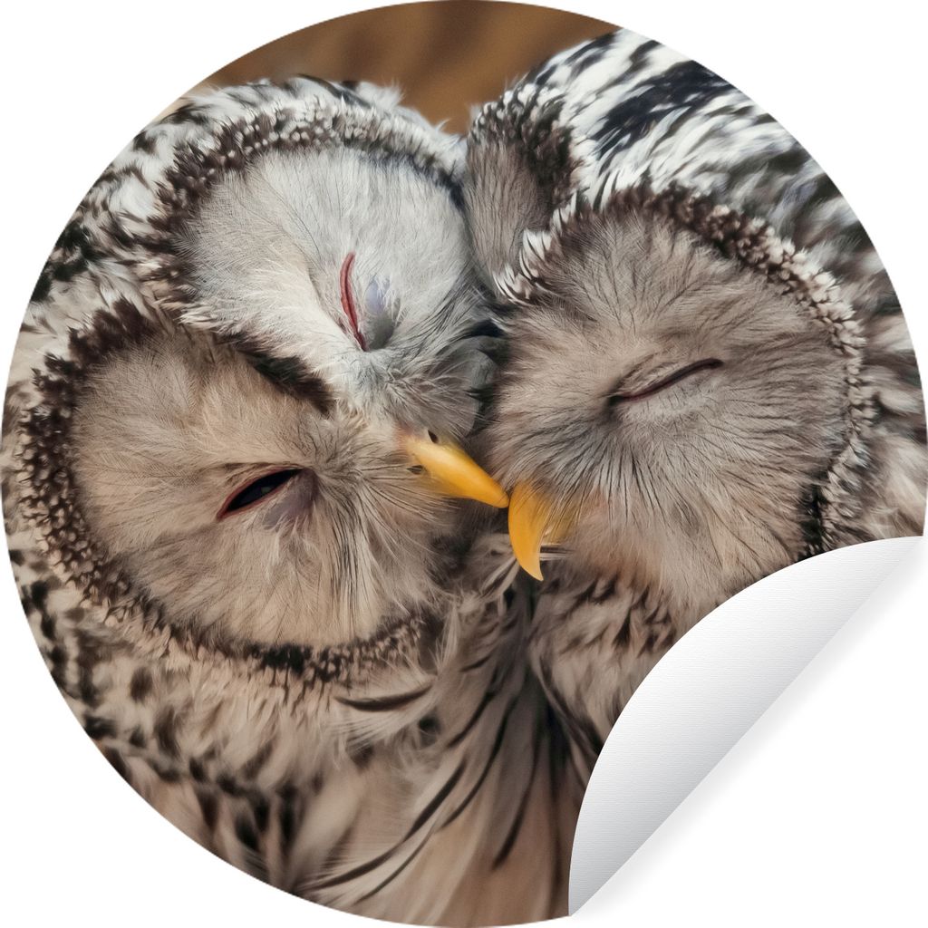 MuchoWow Runde Wandtattoo - Wandsticker Tapete Aufkleber Eulen - Vögel - Schnabel - Familie Ø 30 cm Selbstklebend und Repositionierbar - Wandau...