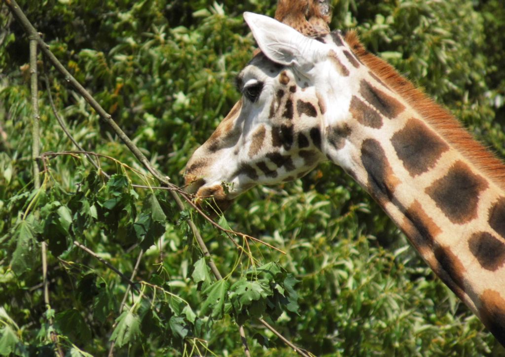 hansepuzzle 77826 - Giraffe Puzzle, 260 Teile, Tierwelt, 41,0 x 28,0cm mit hochwertiger Aufbewahrung, Kartonbox und wiederverschließbarem Beutel