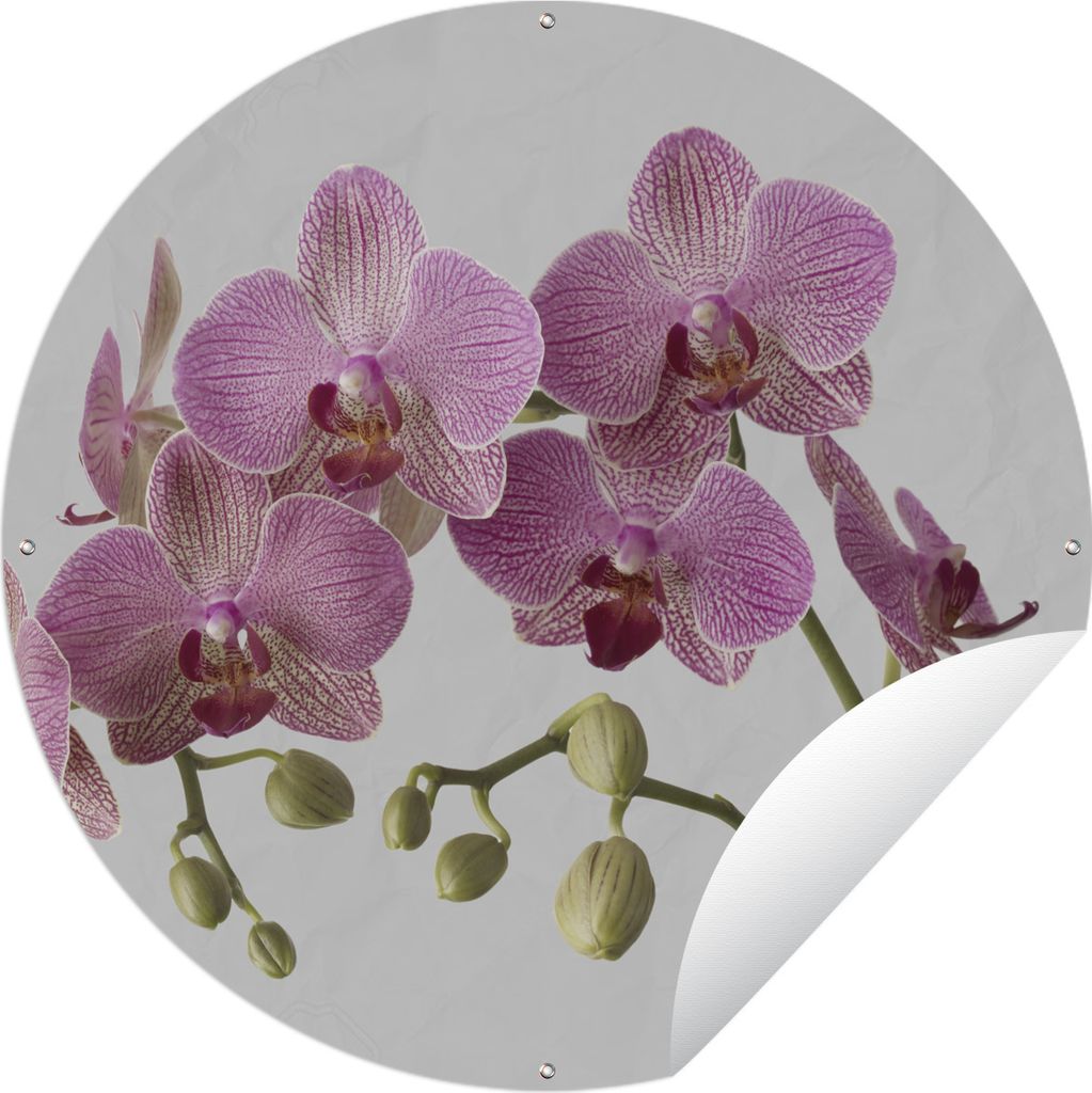MuchoWow Gartenposter Outdoor-Poster Rund Orchideen auf grauem Hintergrund Ø 120 cm Gartendeko Rundes Poster draußen