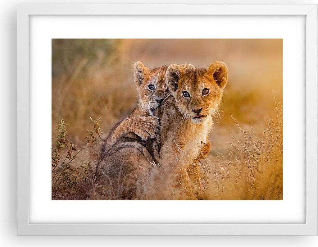 Gerahmtes Poster - Weißer Rahmen - Löwe Natur Tier - 40x30 cm - Wand Bild - Wanddeko - Wandbilder - Kunstposter - Wandposter - Bilderrahmen - Bil...