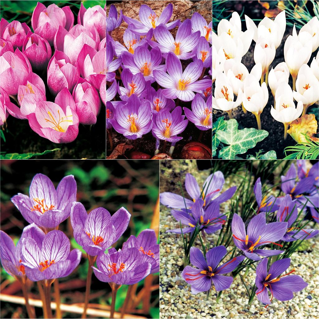 Blumenzwiebeln Blumen Zwiebeln Crocus Herbstkrokus Mix 10 Produktbild 