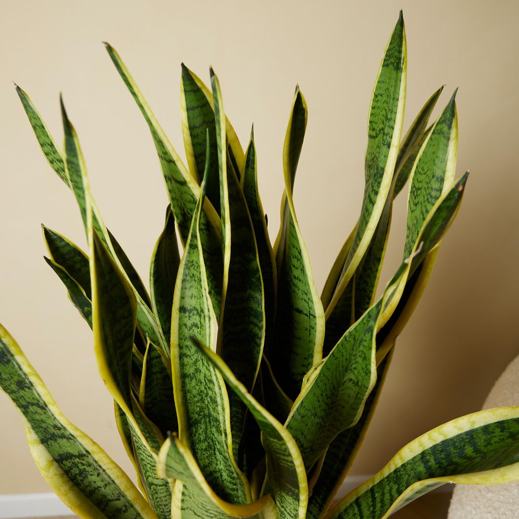 strelitzia 170 cm Strelitzia Nicolai | 170cm