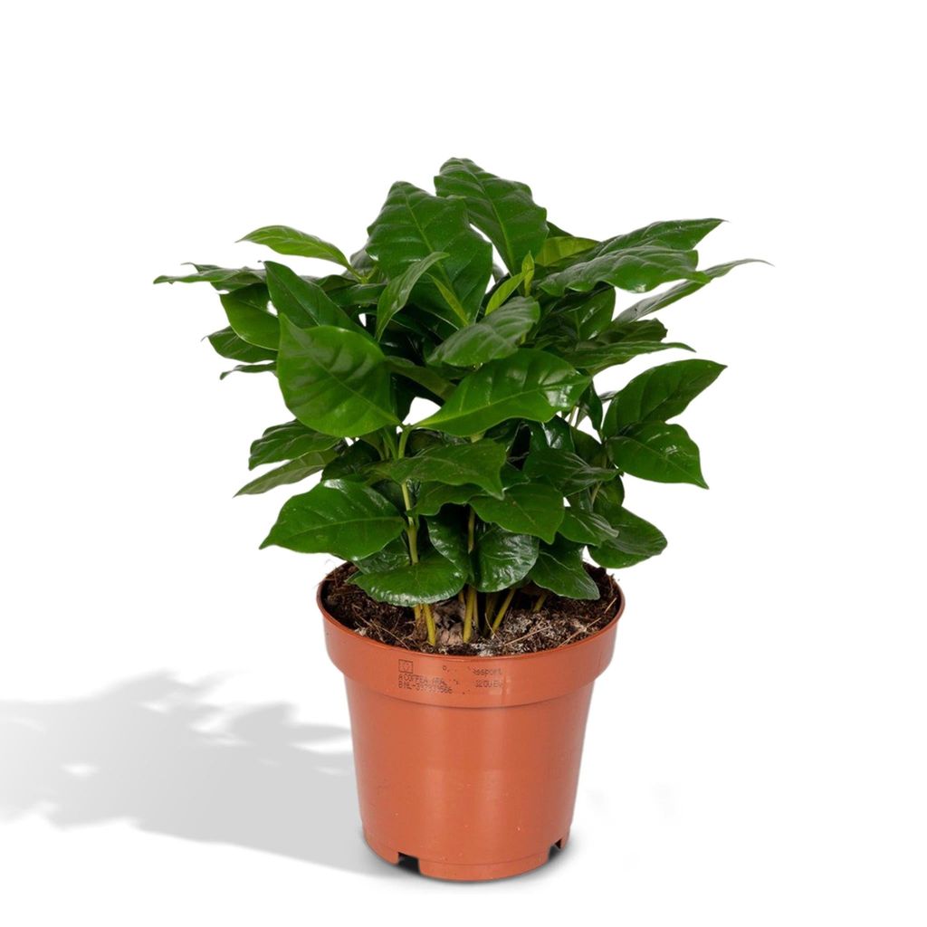 Meergroothandel Coffea Arabica (Kaffeepflanze) - 25 cm, Ø12 cm