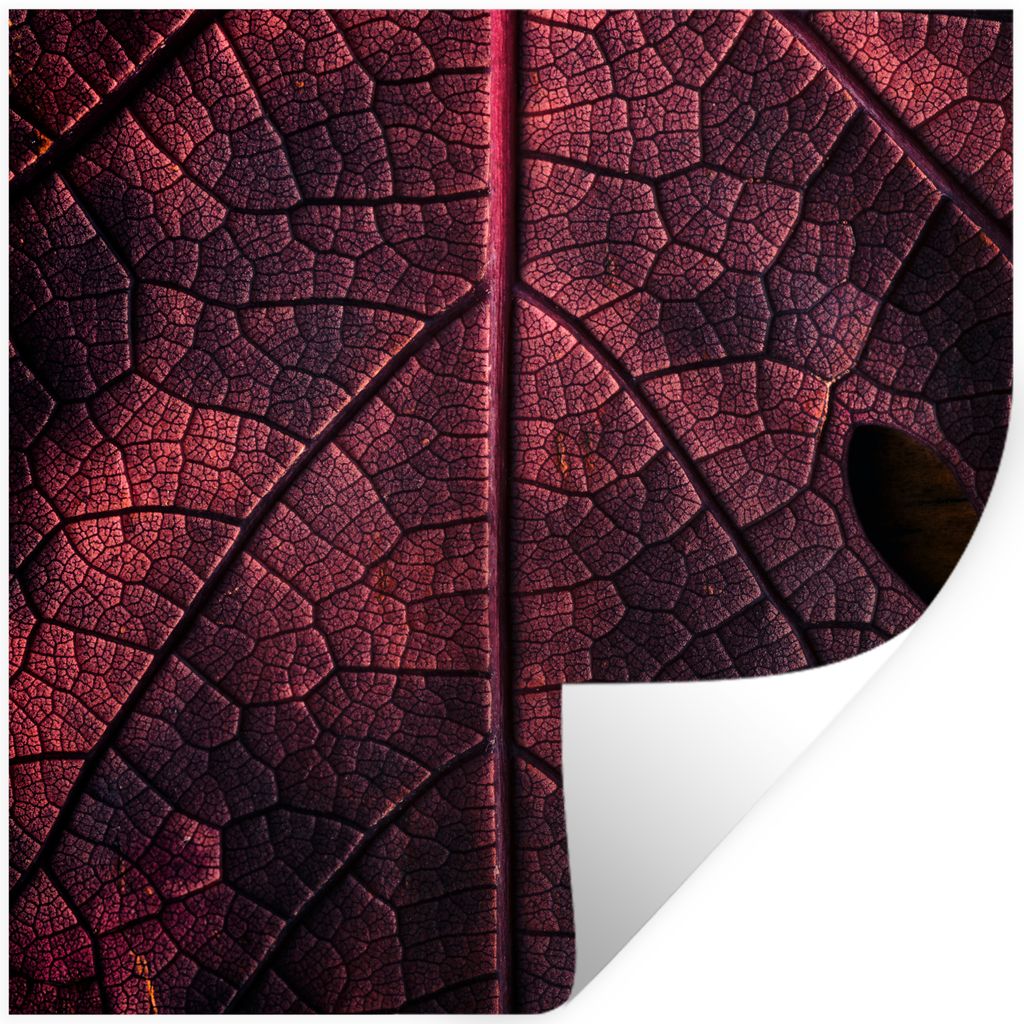 MuchoWow Wandtattoo Wandsticker Wandaufkleber Abstrakt - Rot - Blätter - Pflanze 80x80 cm Selbstklebend und Repositionierbar - Wierderverwendbar...