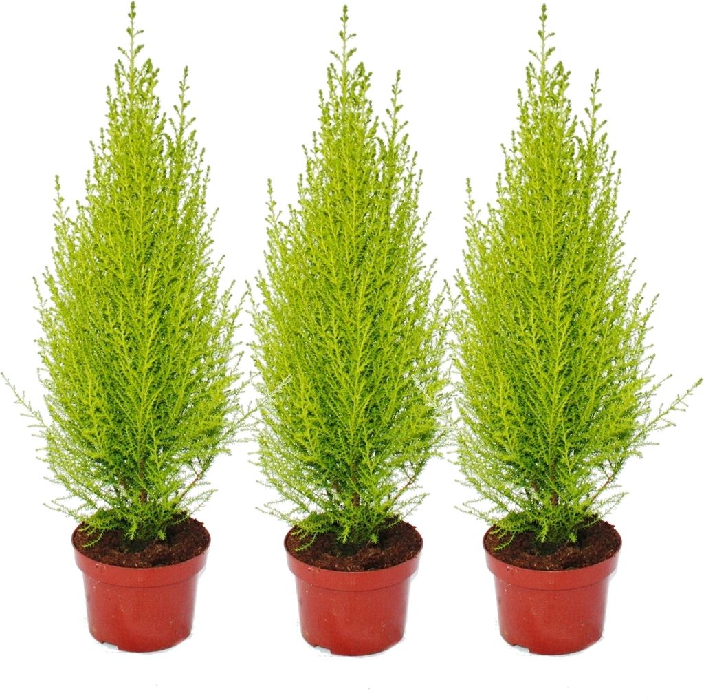 Cupressus "Wilma", sada 3 kusov Obrázok produktu 