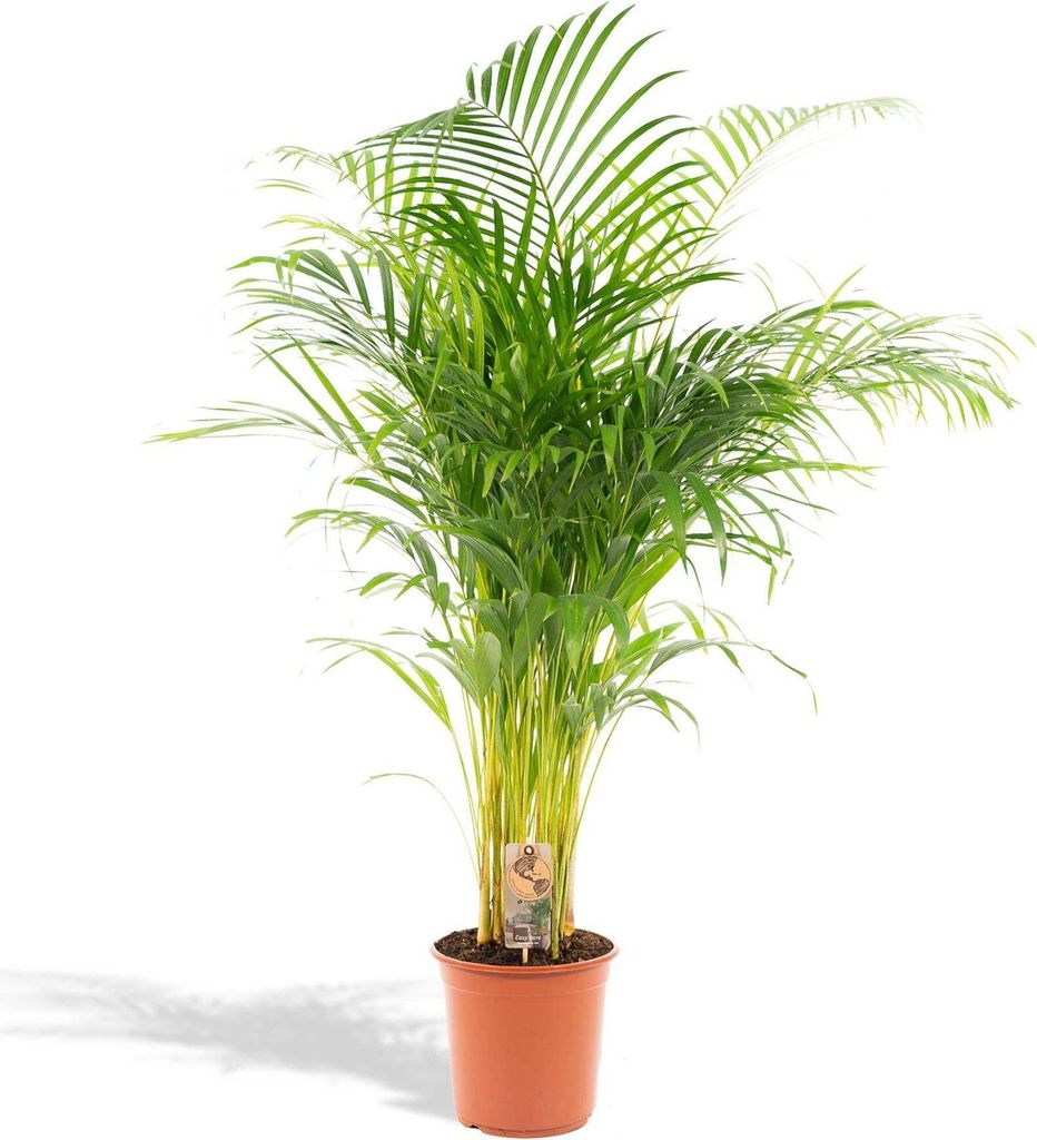 Hello Plants Xxl Areca Palme Goldpalme - Ø 24 cm Topf - Höhe: 130 cm