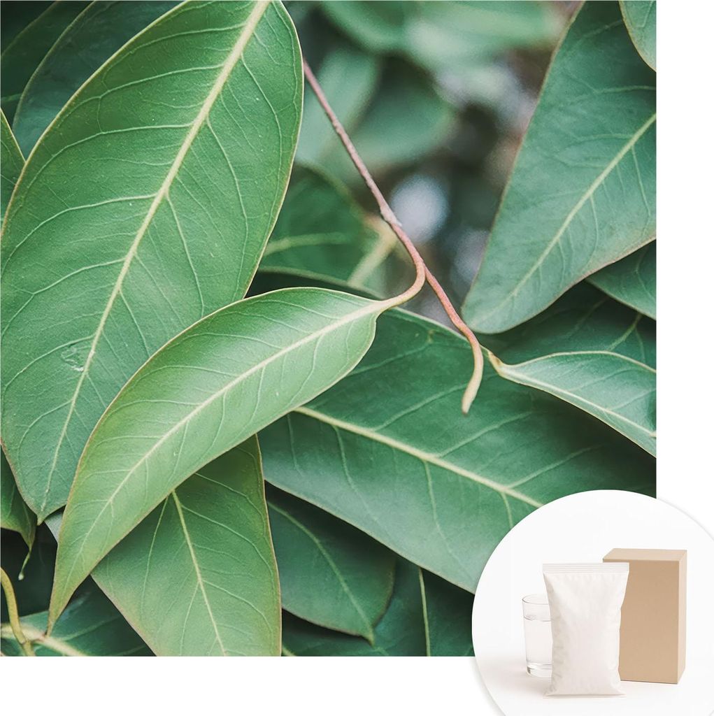 Fototapete - Wandbilder für Wohnzimmer - 250x250 cm - Dekorative Wandfolie - Modernes Design für Wanddekoration - Tapeten für Innenräume - Grü...