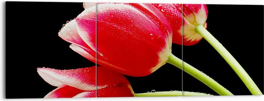 Bild auf Leinwand - Leinwandbild - Tulpe garten blume blumenstrauß - 150x50cm - Wand Bild - Wanddeko - Leinwanddruck - Bilder - Kunstdruck - Leinw...