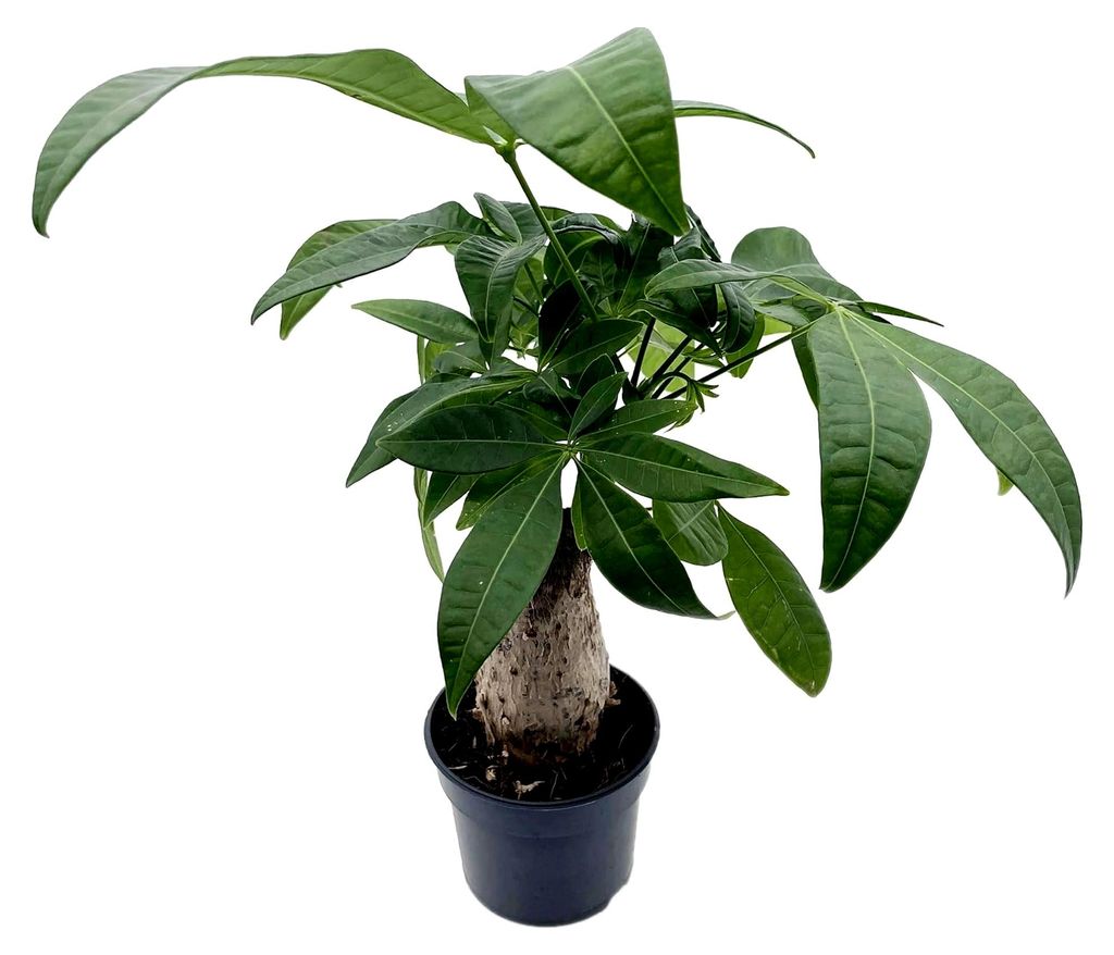 Pachira aquatica - Glückskastanie ca. 20 cm hoch - ansprechende Zimmerpflanze - schöne Dekoration für Ihr Arbeitszimmer