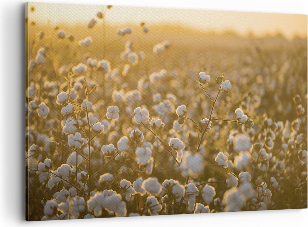 Bild auf Leinwand - Leinwandbild - Einteilig - Baumwolle Feld Acker - 120x80cm - Wand Bild - Wanddeko - Wandbilder - Leinwanddruck - Bilder - Wandd...