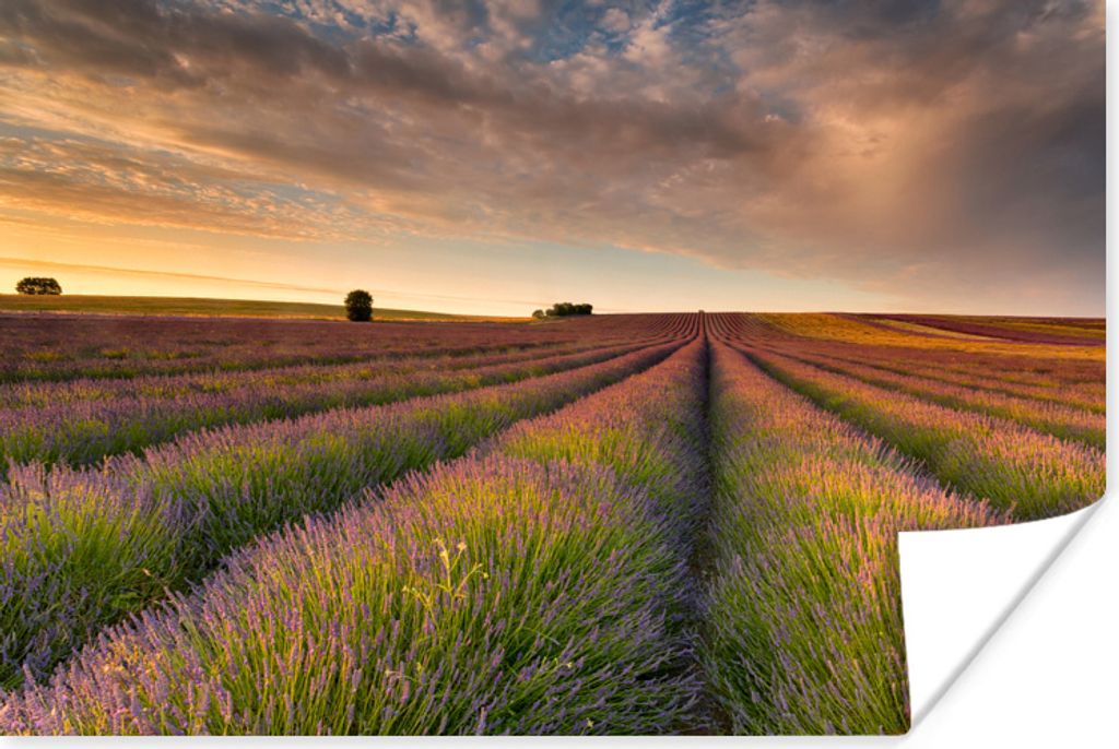 MuchoWow Poster Wogende Lavendelfelder im Vereinigten Königreich bei Sonnenuntergang 120x80 cm - Bilder