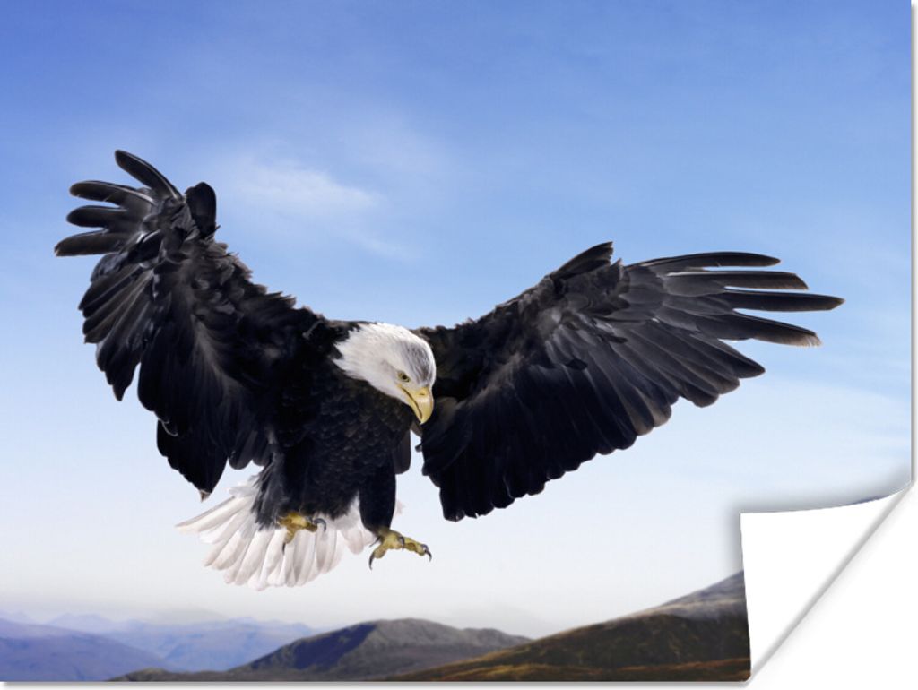 MuchoWow Poster Ein Weißkopfseeadler will landen 120x90 cm - Wandbild