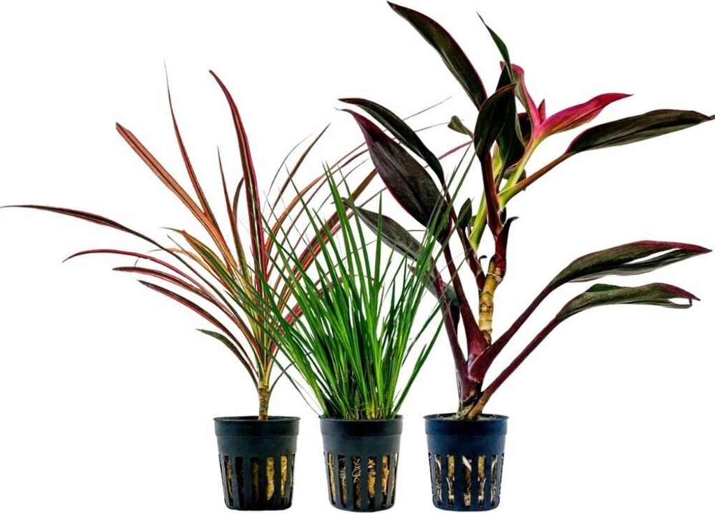 Pflanzen Set mit 3 lebenden Terrarienpflanzen Paludariumpflanzen AquaOne Nr.278