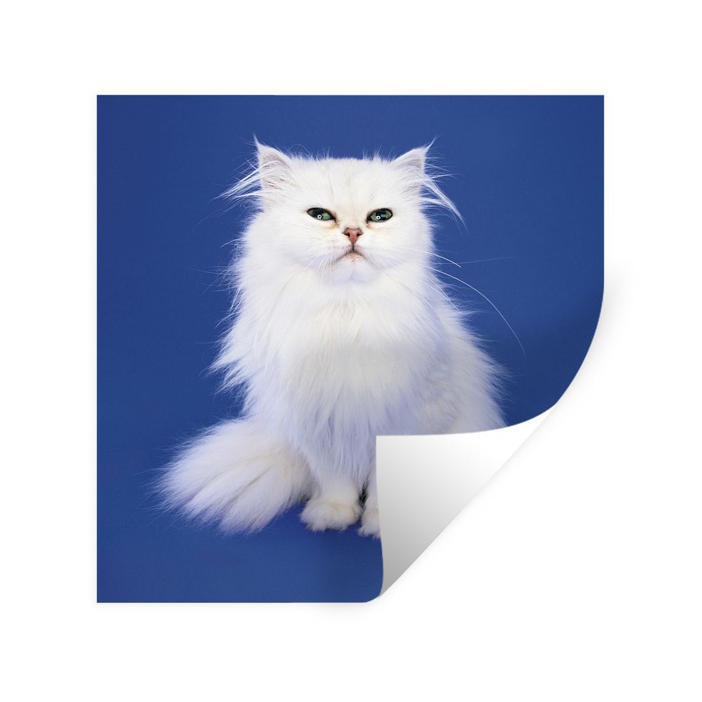 MuchoWow Wandtattoo Wandsticker Wandaufkleber Weiße Perserkatze mit blauem Hintergrund 50x50 cm Selbstklebend und Repositionierbar - Selbstklebe...