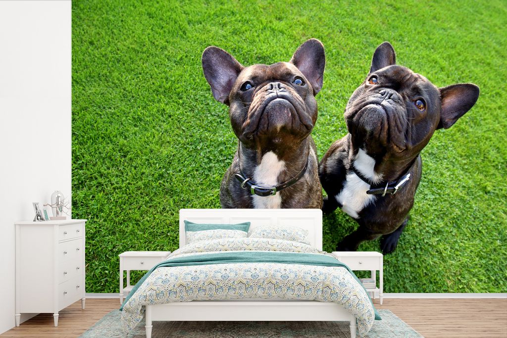 MuchoWow Fototapete für Wohnzimmer oder Schlafzimmer Wandtapete Vinyl Motivtapete Französische Bulldogge - Gras - Halsband - 525x350 cm - Das H...