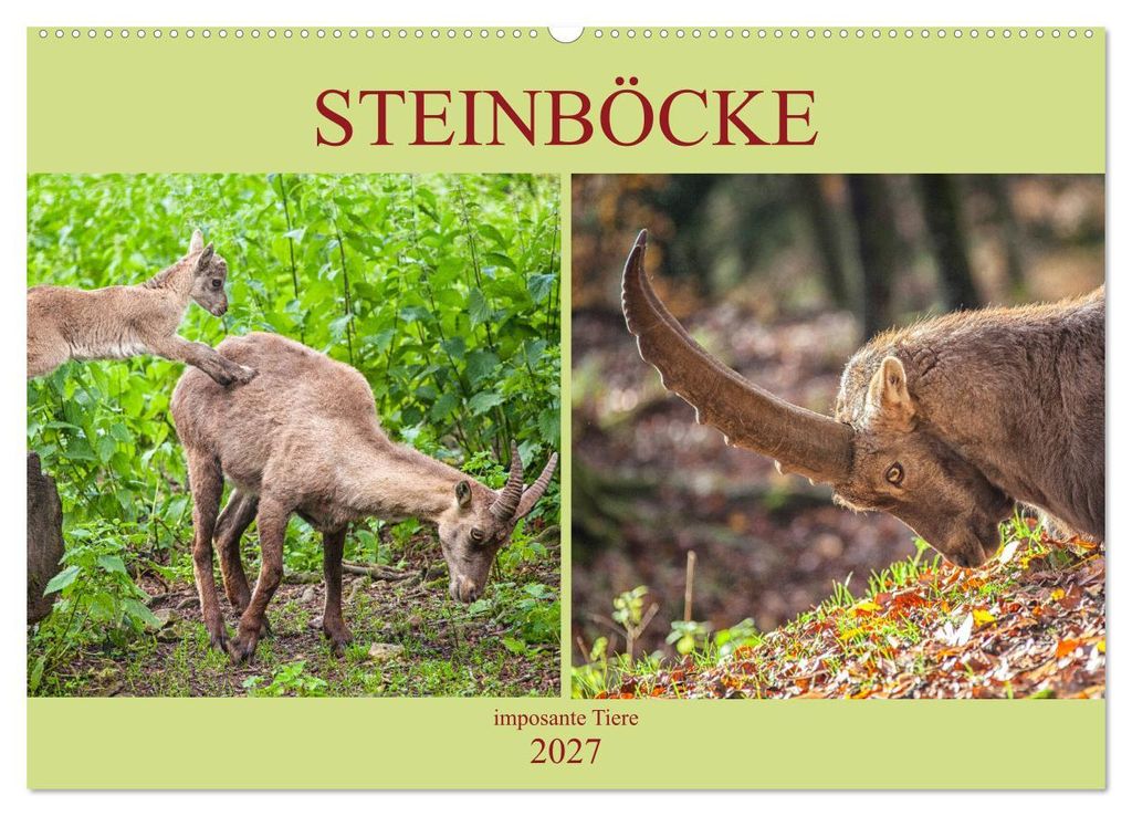 Steinböcke - imposante Tiere (Wandkalender 2027 DIN A2 quer), CALVENDO Monatskalender