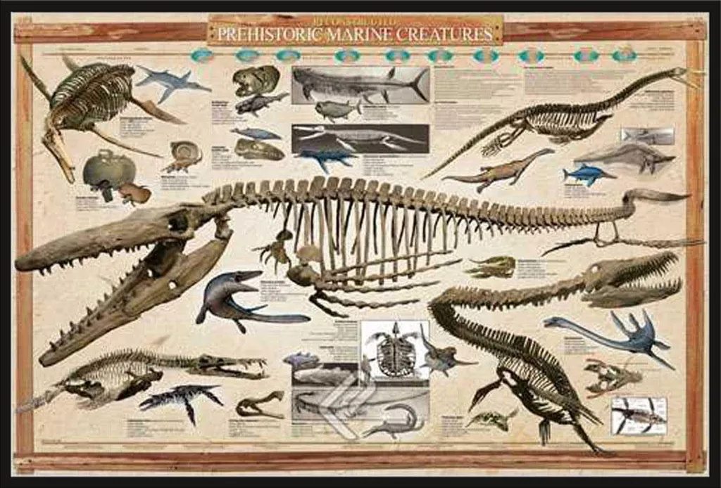 Affiche Éducative Créatures Marines Préhistoriques Cadre Shinsuke 61x91,5