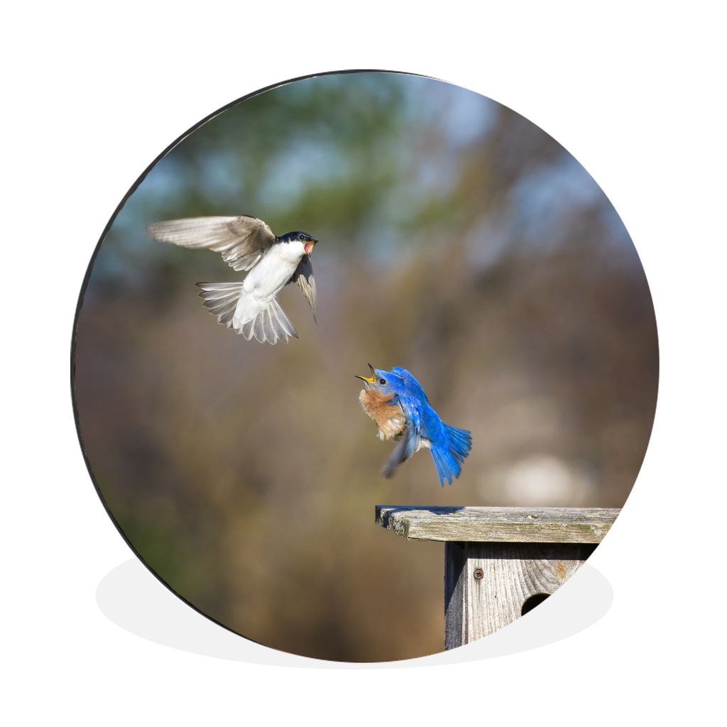 MuchoWow Aluminium Wandkreis Nahaufnahme von zwei kämpfenden Vögeln in der Nähe eines Nistkastens Ø 30 cm Wanddeko Modern Wohnzimmer - Wand B...